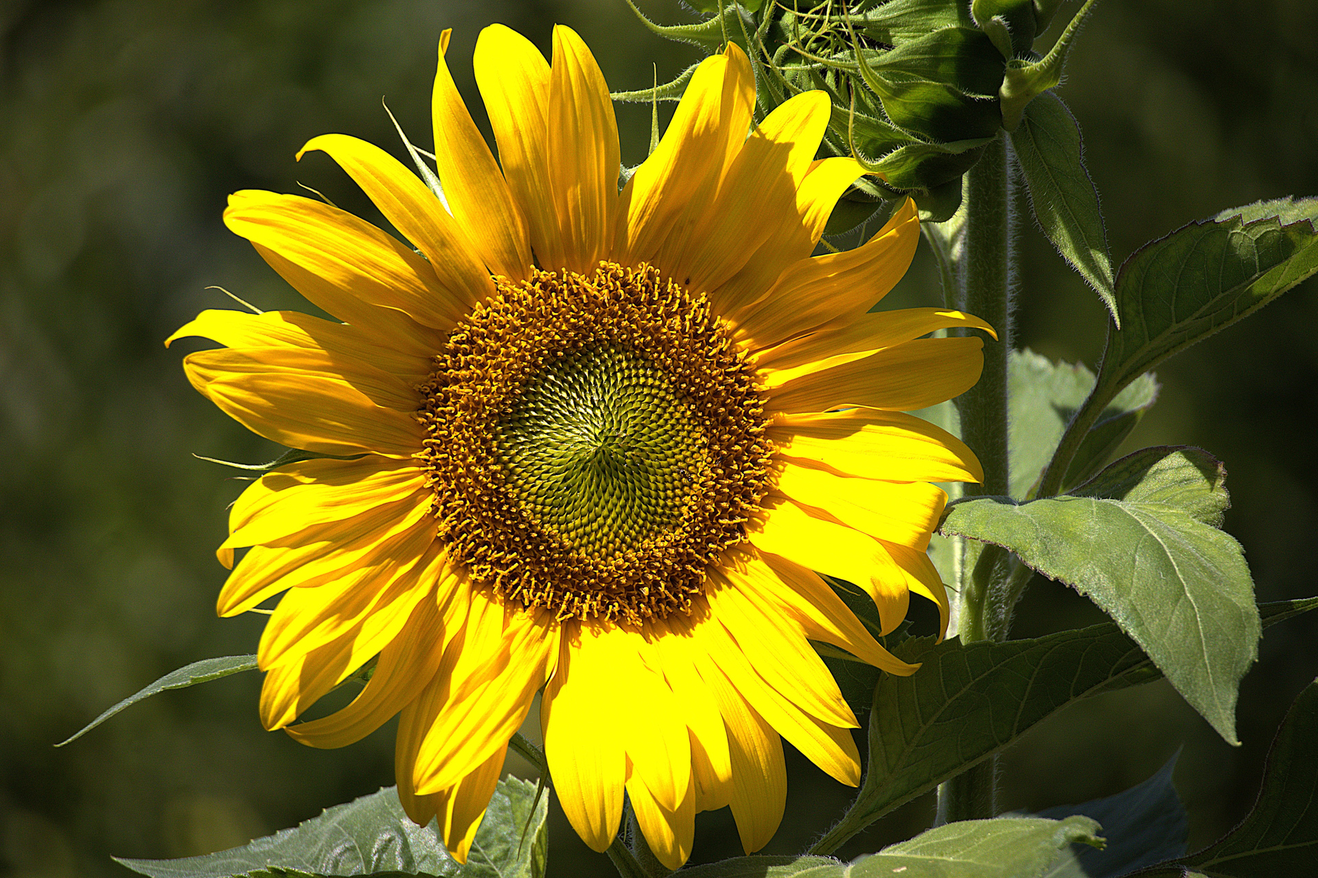 Tournesol à Passy